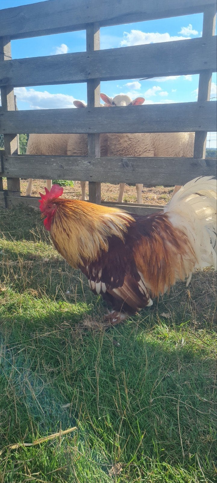 Coq, Animaux & Accessoires