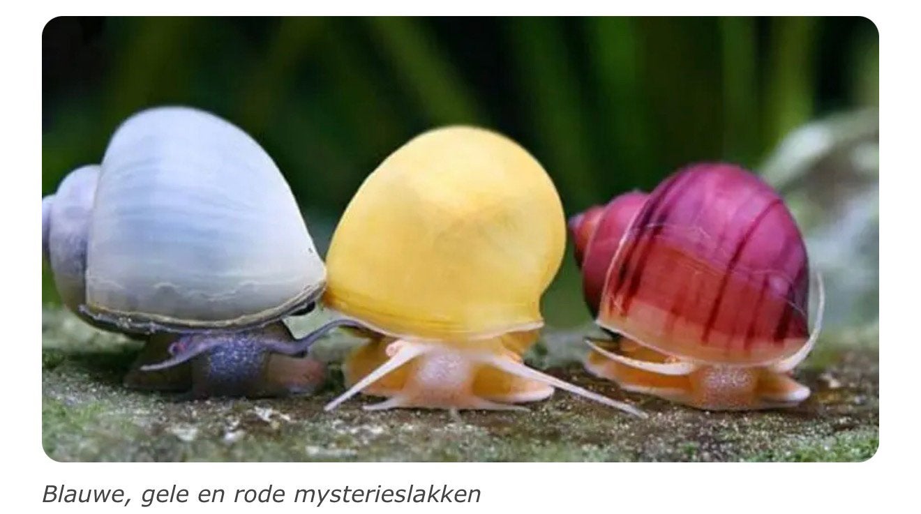 Escargot Mystery Aquarium, Escargot ou Mollusque