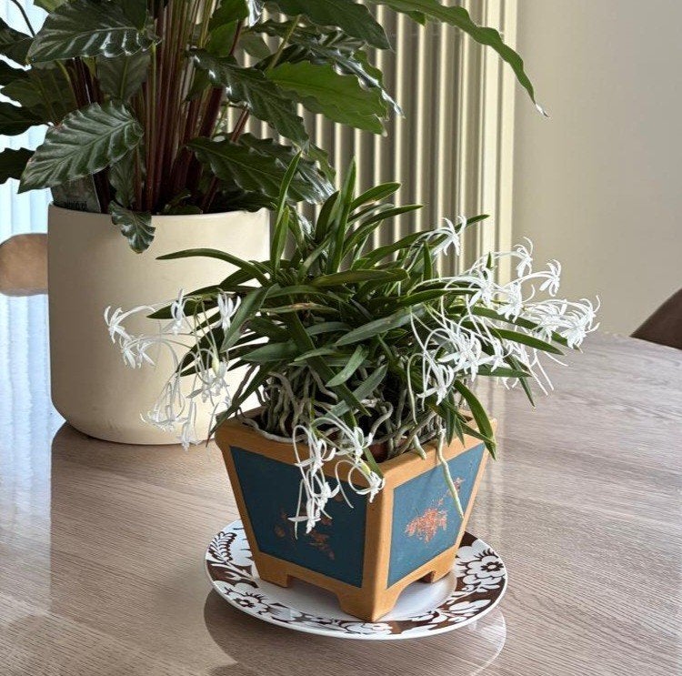 Zeldzame en geurende Japanse orchidee – Neofinetia falcata, Ophalen of Verzenden