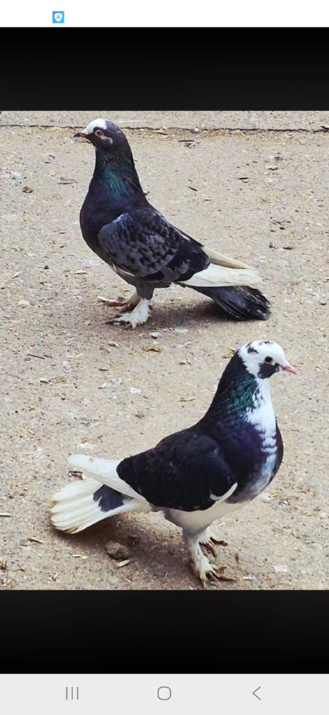 Dunek Macédoine, Animaux & Accessoires, Oiseaux | Pigeons
