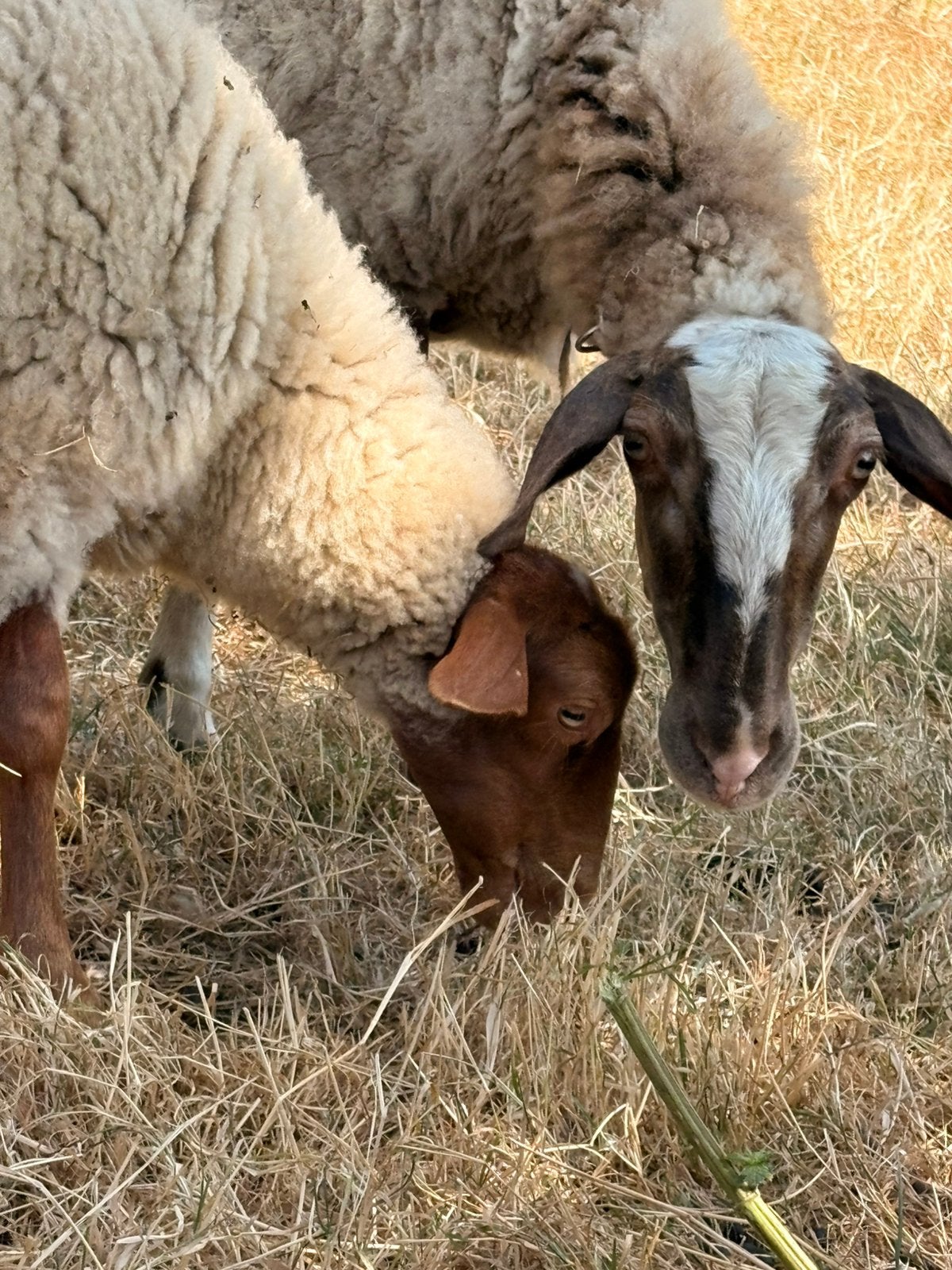 Uitzonderlijke Comisana ooi met ooi lam, Dieren en Toebehoren, Schapen, Geiten en Varkens, Schaap