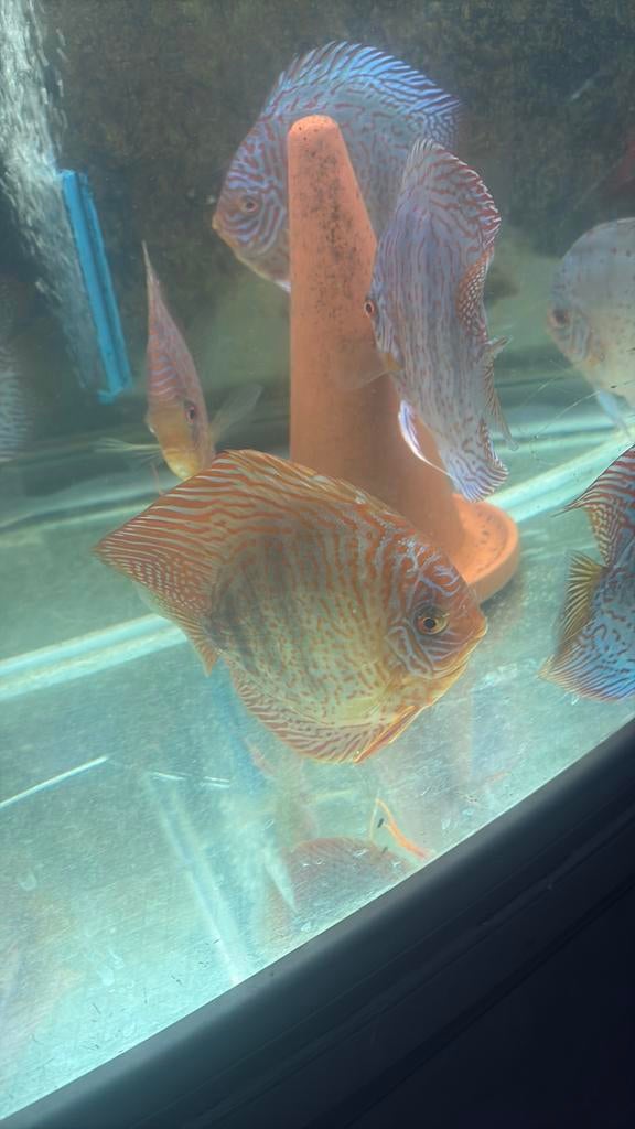 Discusvissen te koop €150 voor 1 stuk, 15 cm Meerhout, Vis, Zoetwatervis