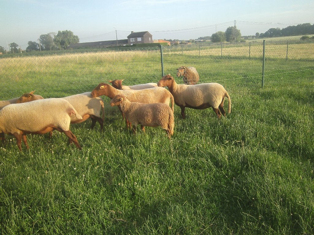 Voskopramlam te koop, Mâle, Mouton, 0 à 2 ans