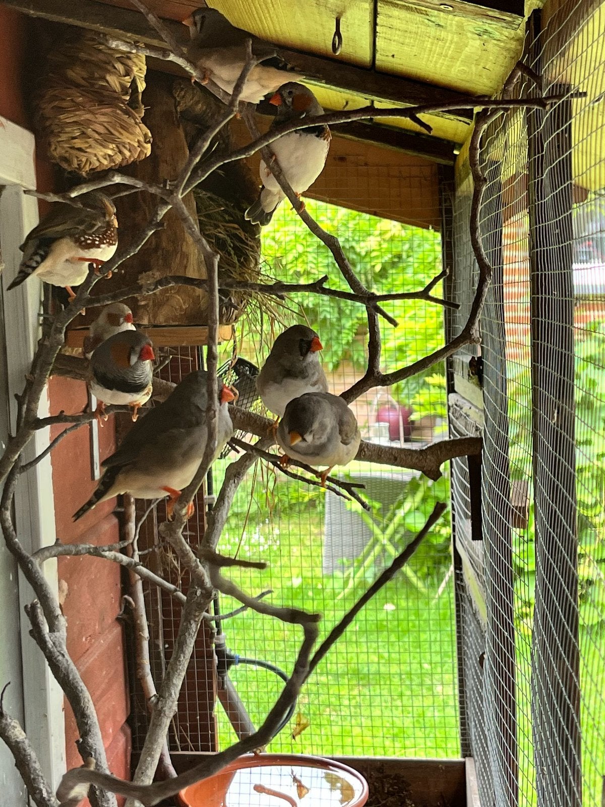 Mandarins à donner, Animaux & Accessoires, Plusieurs animaux