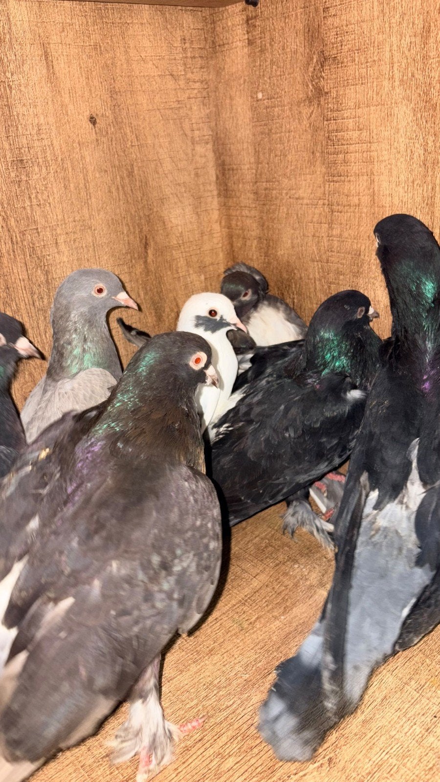 8 TAKLA DUIVEN 5 PER STUK, Dieren en Toebehoren