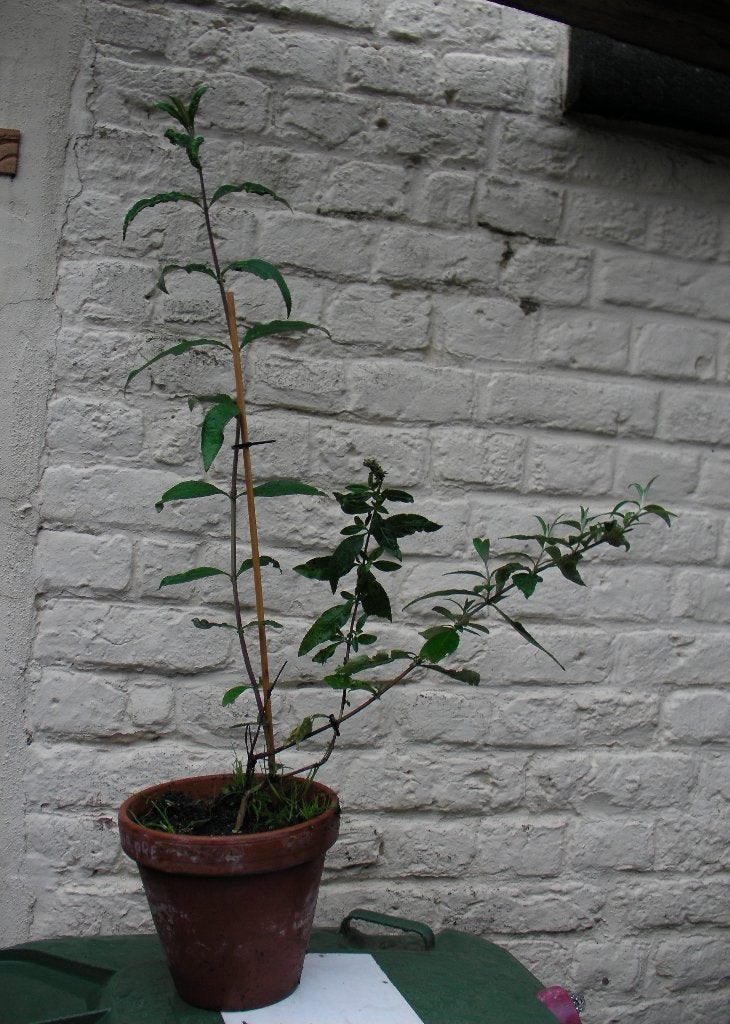 différents arbre a papillons, Enlèvement ou Envoi, Arbuste aux papillons, Arbuste, Moins de 100 cm