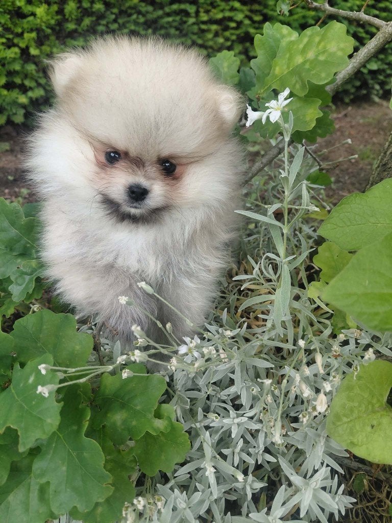 Pomeriaan pups te koop, Dieren en Toebehoren, Parvo, België, Keeshond, 8 tot 15 weken