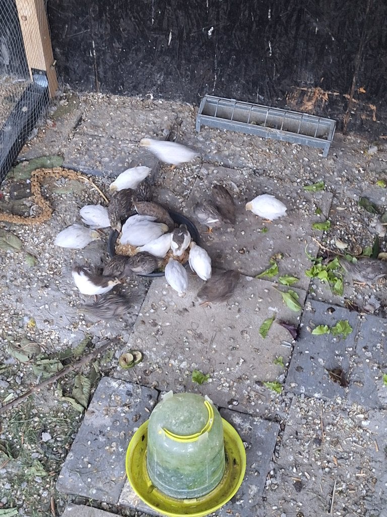Chinese dwerg kwartels, Dieren en Toebehoren, Pluimvee, Overige soorten, Meerdere dieren