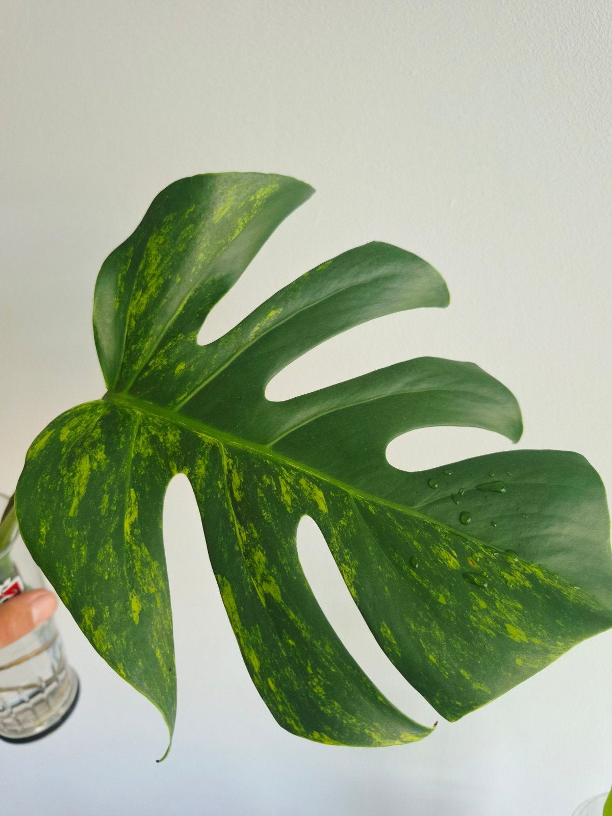 Monstera Deliciosa Aurea, Overige soorten, Minder dan 100 cm, Groene kamerplant, Halfschaduw