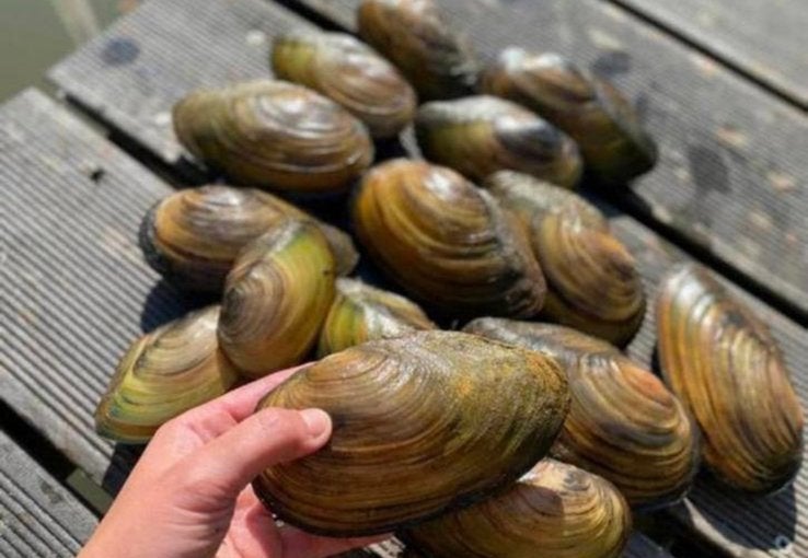 Zoetwatermossel zoetwatermosselen vijvermosselen, Ophalen