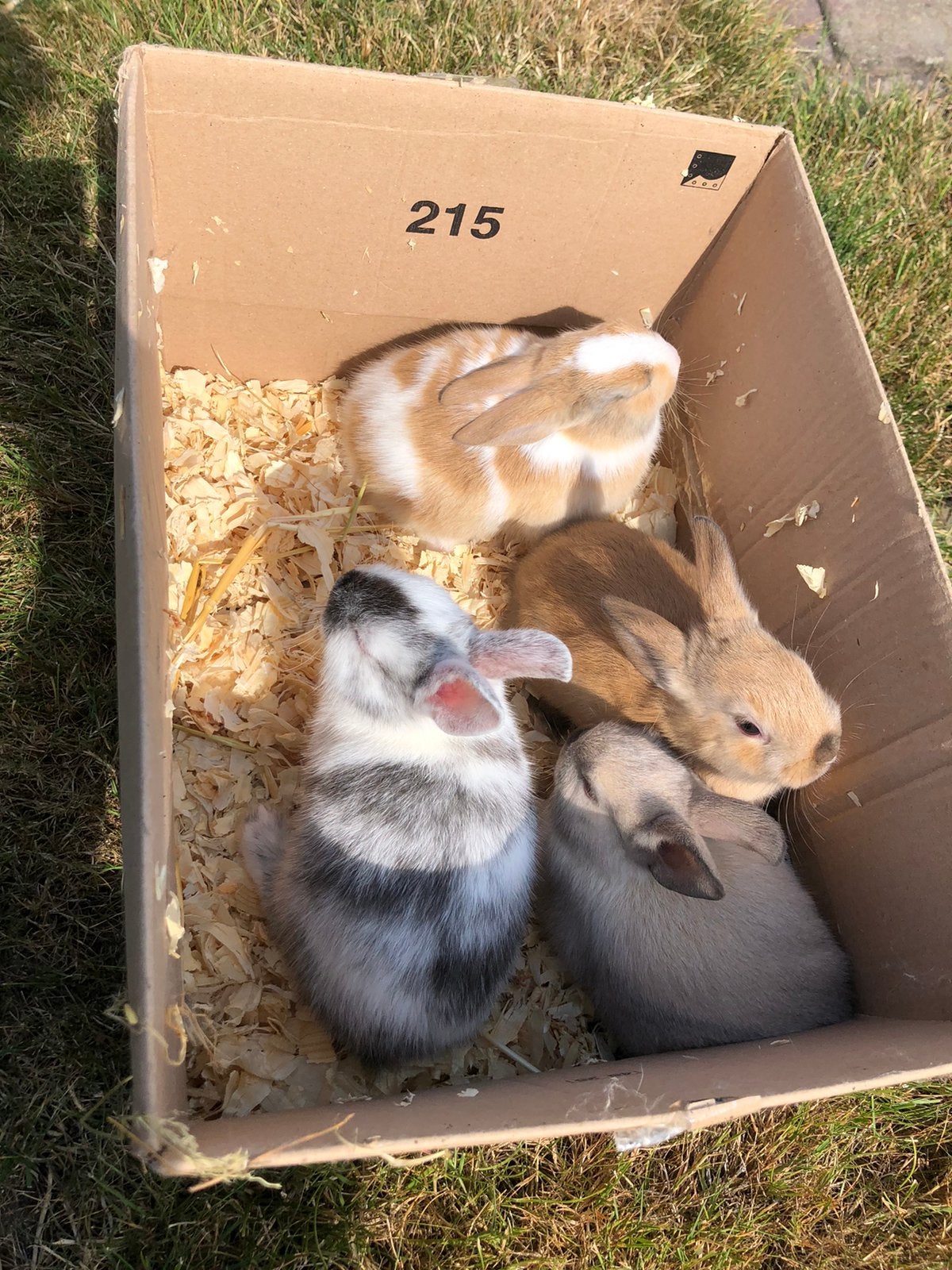 Dwergkonijntjes te koop, Dieren en Toebehoren, Konijnen, Meerdere dieren, Klein, 0 tot 2 jaar