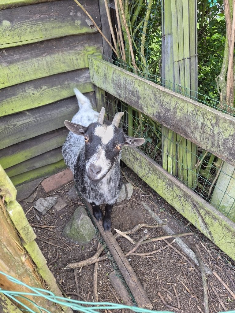 2 geiten, Dieren en Toebehoren, Overige Dieren, Februari, Vrouwelijk