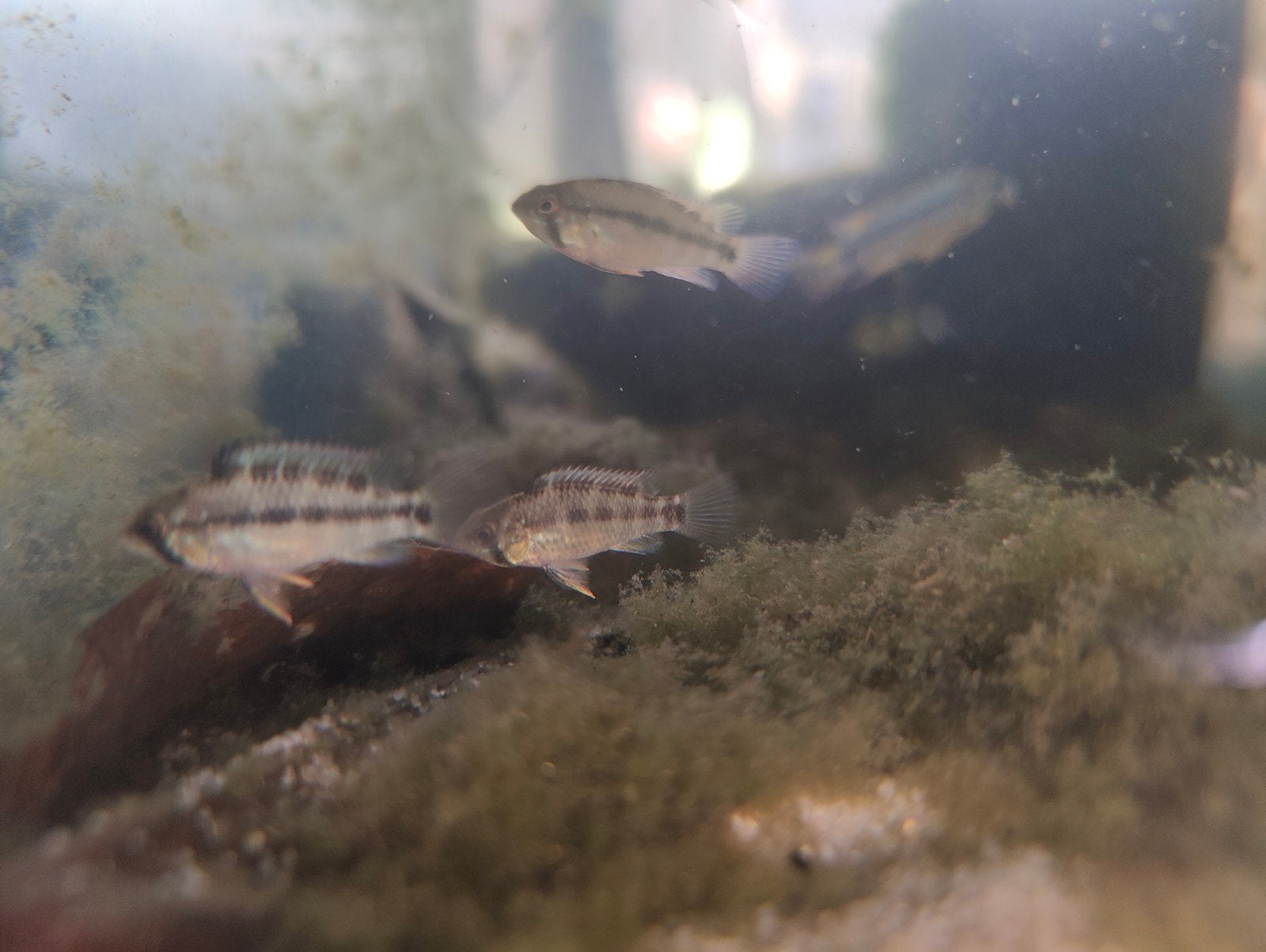 apistogramma ortegai, Dieren en Toebehoren, Vis, Zoetwatervis