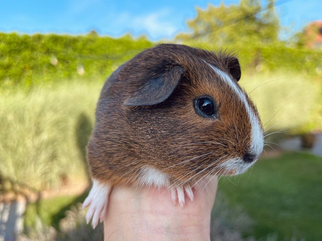 Cavia zeugje, Dieren en Toebehoren, Knaagdieren, Cavia, Juli, Vrouwelijk, Tam