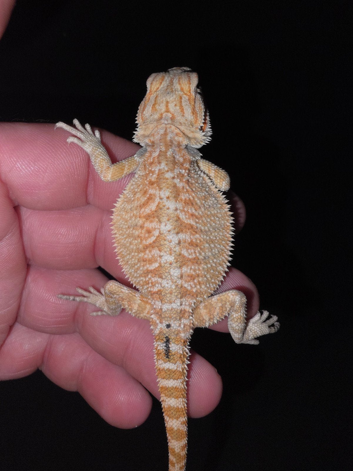 très beau monstre rouge à 25 %, 100 % dragon barbu mâle zéro, Lézard, Domestique, 0 à 2 ans