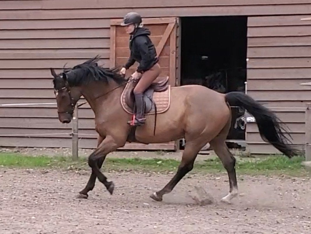 Sportief recreatie paard. Springpaard!, Dieren en Toebehoren, Paarden, Springpaard, Met stamboom, Ruin, 170 tot 175 cm