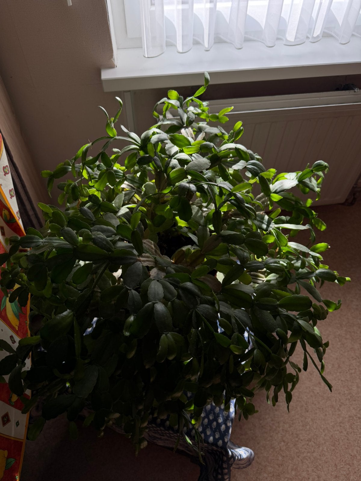 Heel grote kerstcactus, Huis en Inrichting, Ophalen