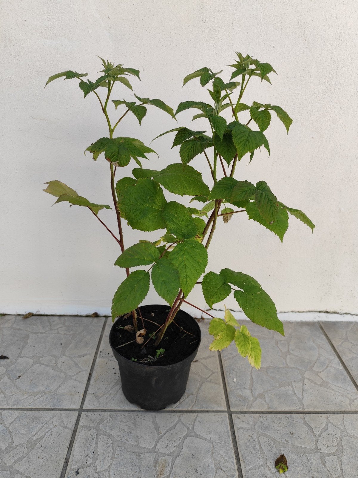 Plant de framboisier