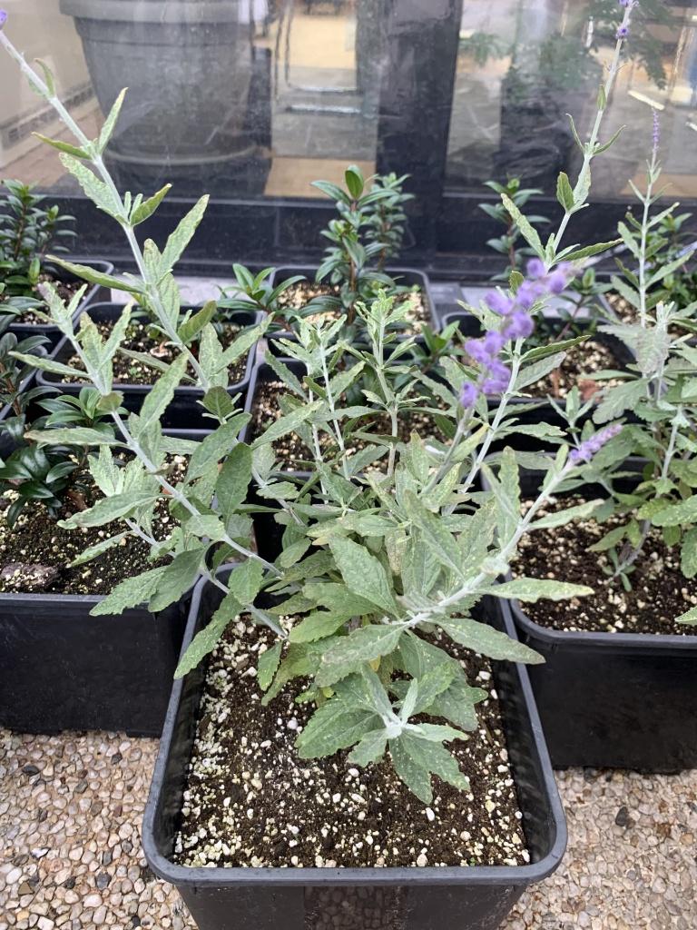 Perovskia 'Blue Spire', Overige soorten, Volle zon, Vaste plant, Ophalen of Verzenden
