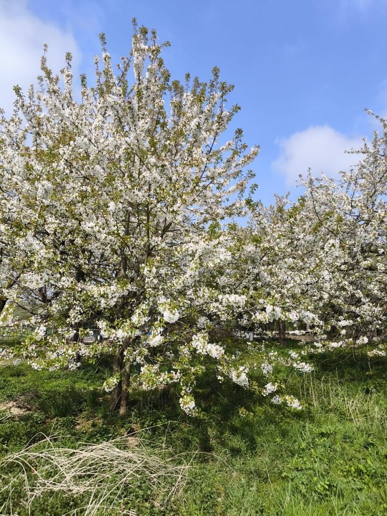 Landbouwgrond met fruitbomen – Borgloon (Weg op Berlingen), Articles professionnels, Agriculture | Immobilier agricole, Enlèvement