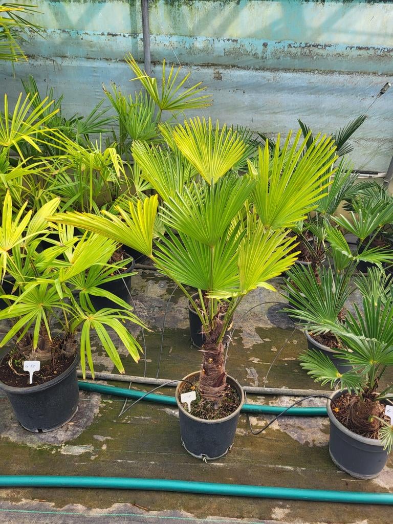 Trachycarpus wagnerianus, stamhoogte 25cm, totaal 1m, Ophalen