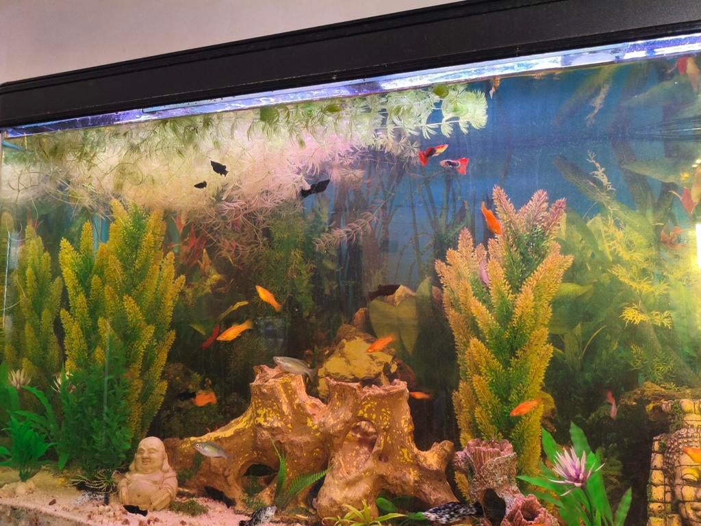 Oranje, Zwarte, Wit-zwarte, oranje-zwarte molly. Rode guppy.