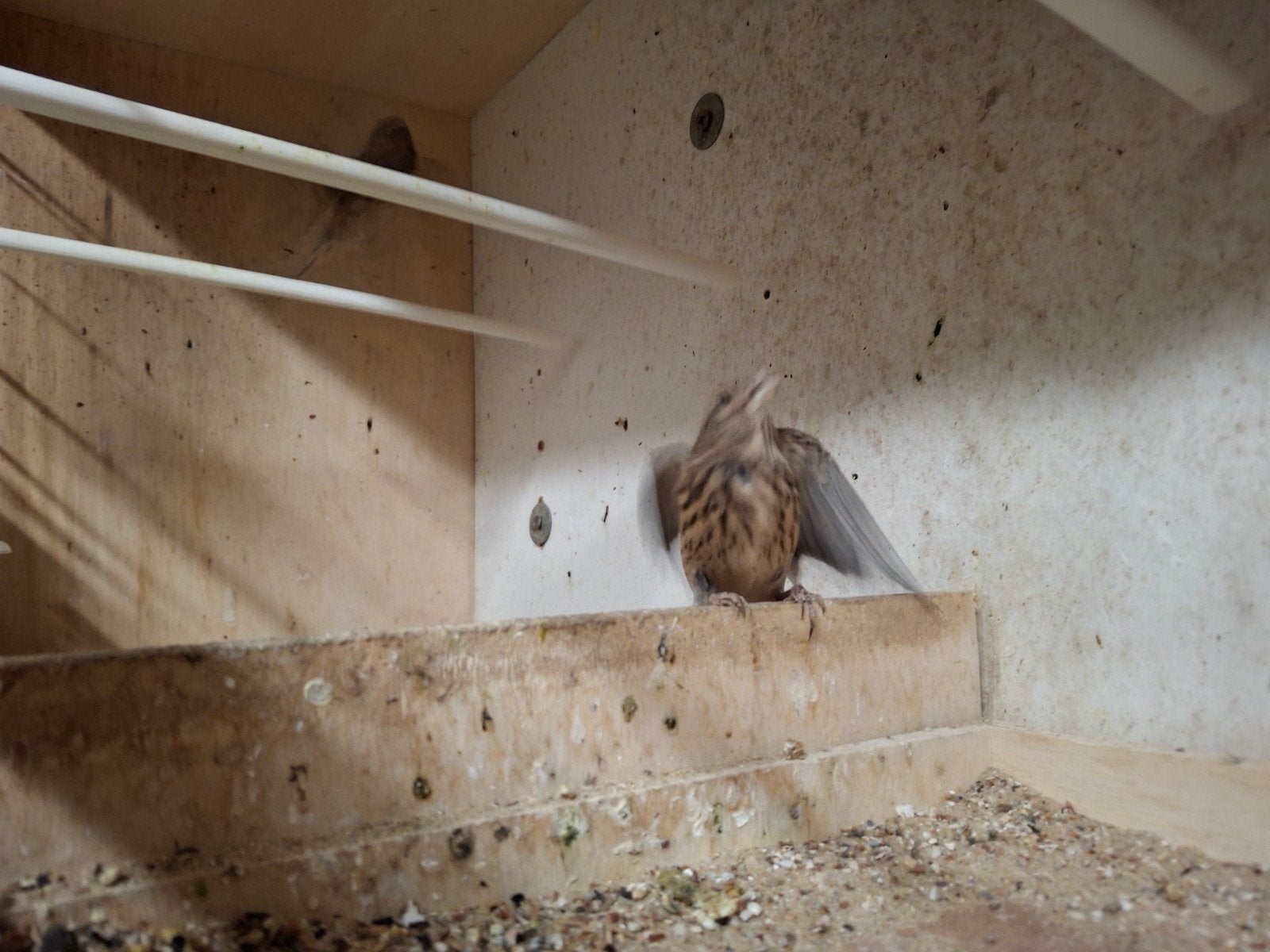 poppen van kneuters, Vrouwelijk, Wildzangvogel, Geringd