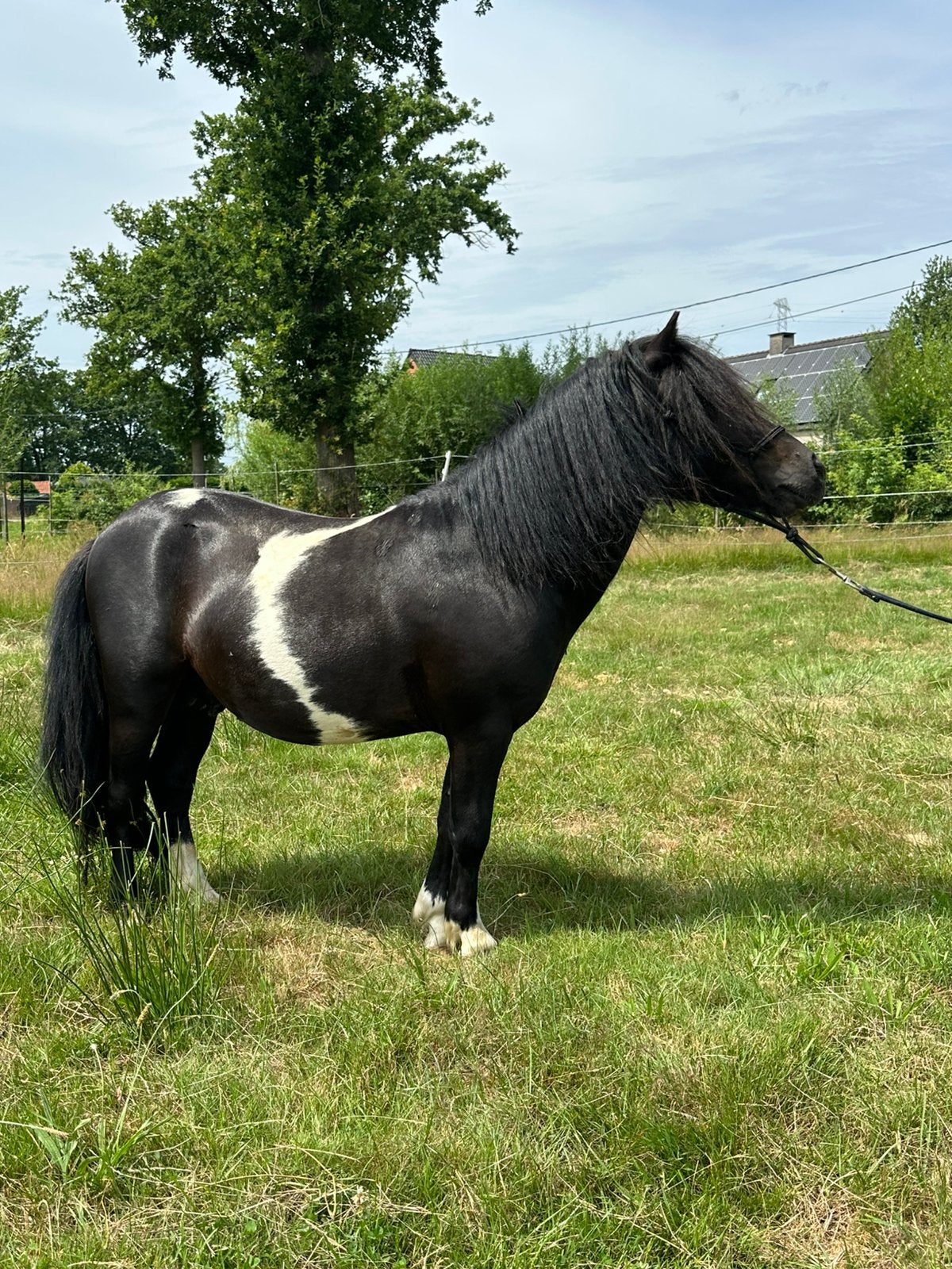 Magnifique étalon des Shetland à vendre., Étalon, Poney A (jusqu'à 1.17 m), Avec pedigree, 3 à 6 ans