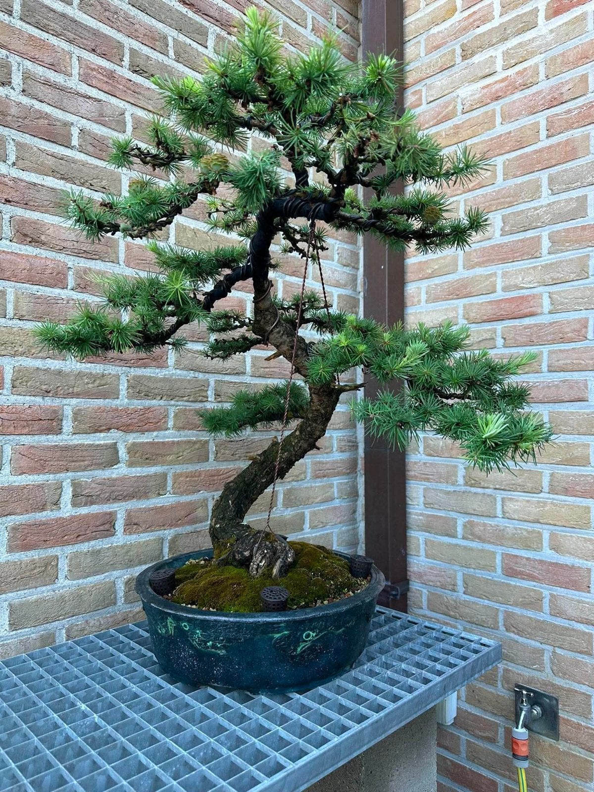 Bonsai Larix, Ophalen