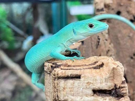 gastropholis prasina 'blue' - Man, Animaux & Accessoires, Reptiles & Amphibiens, Lézard, 0 à 2 ans
