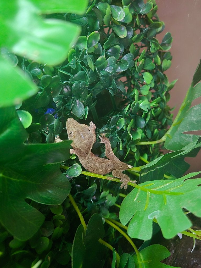 Gecko pour cils, Animaux & Accessoires, Lézard, 0 à 2 ans