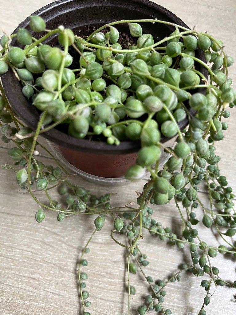 String of pearls variegata M, Huis en Inrichting, Ophalen