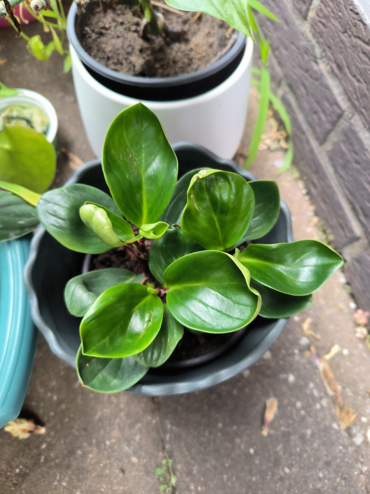 peperomia krokodillentranen, Maison & Meubles, Plantes d'intérieur, Plante succulente, Plein soleil, Plante à fleurs, Moins de 100 cm