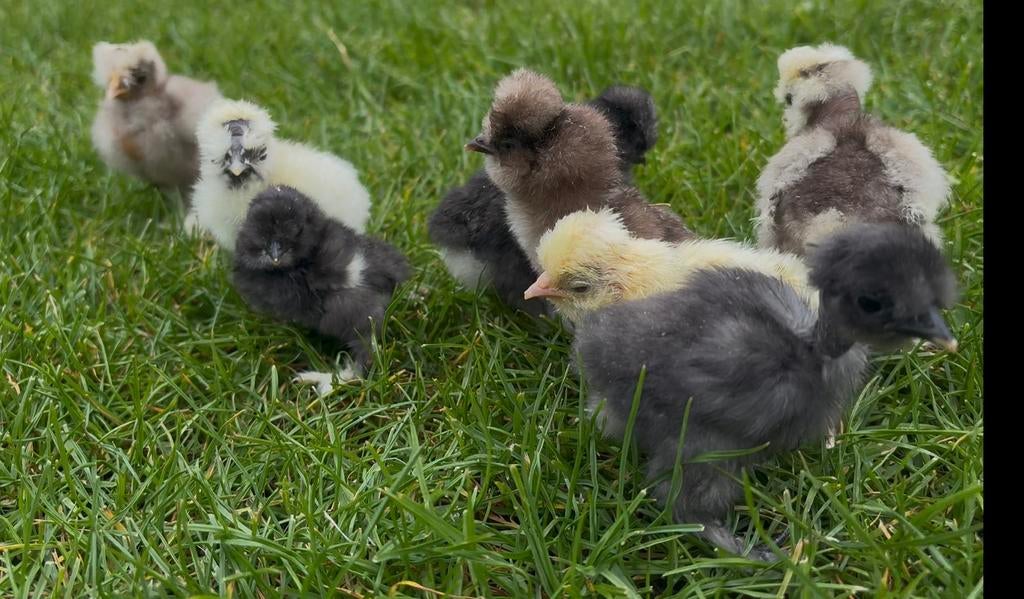 Zijdehoen Eendagskuikens USA, Dieren en Toebehoren, Pluimvee, Kip, Geslacht onbekend