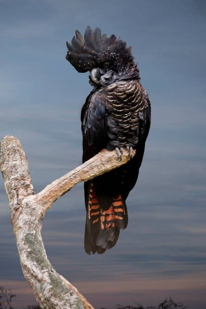 GEZOCHT Roodstaartraafkaketoe KOPPEL, Animaux & Accessoires, Oiseaux | Oiseaux Autre