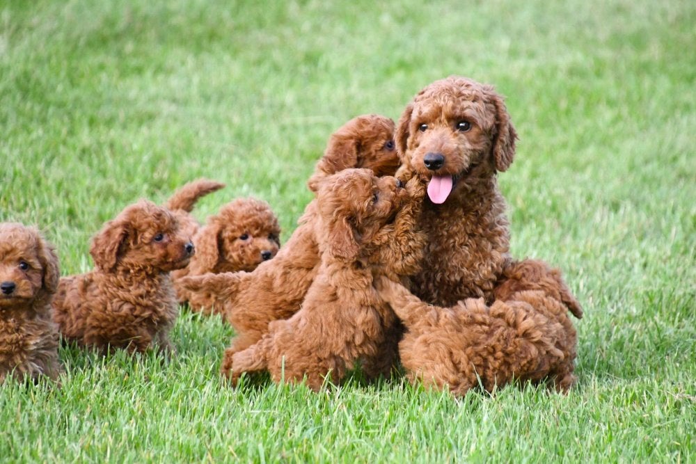 Dwergpoedel pups te koop - Beide ouders aanwezig, Dieren en Toebehoren, Poedel, Parvo, België, 8 tot 15 weken