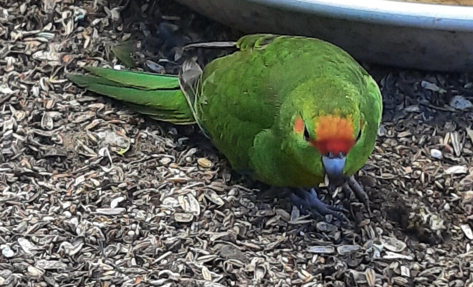 Jonge kakariki´s te koop, Dieren en Toebehoren, Vogels | Parkieten en Papegaaien
