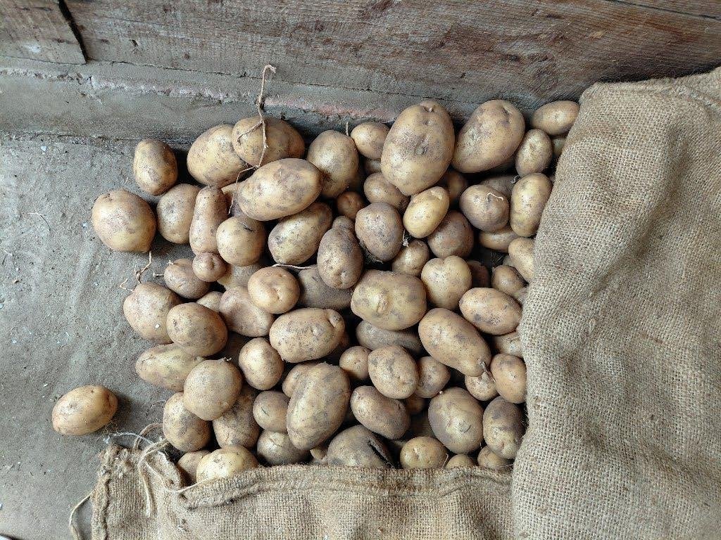 aardappelen, Ophalen