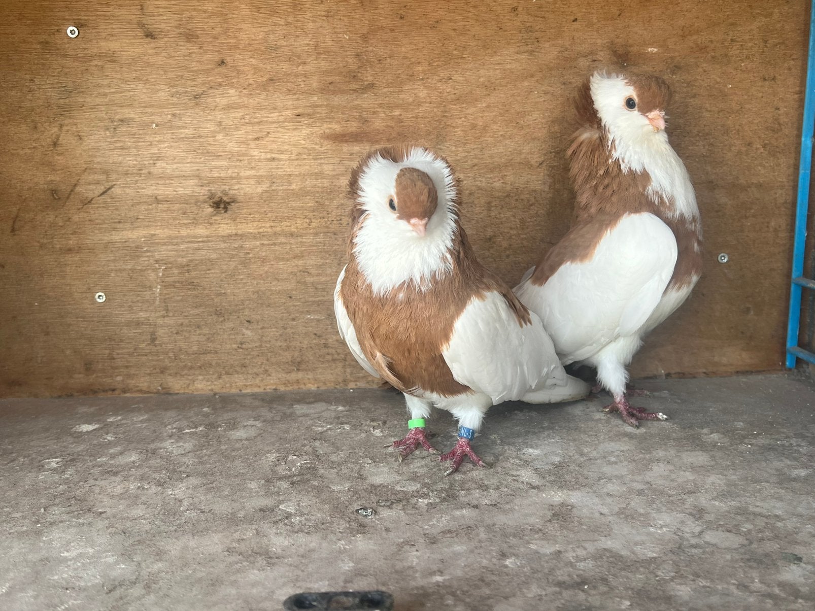 Koppel Felegyhazer tuimelaars, Dieren en Toebehoren, Vogels | Duiven, Meerdere dieren, Tuimelaar of Roller
