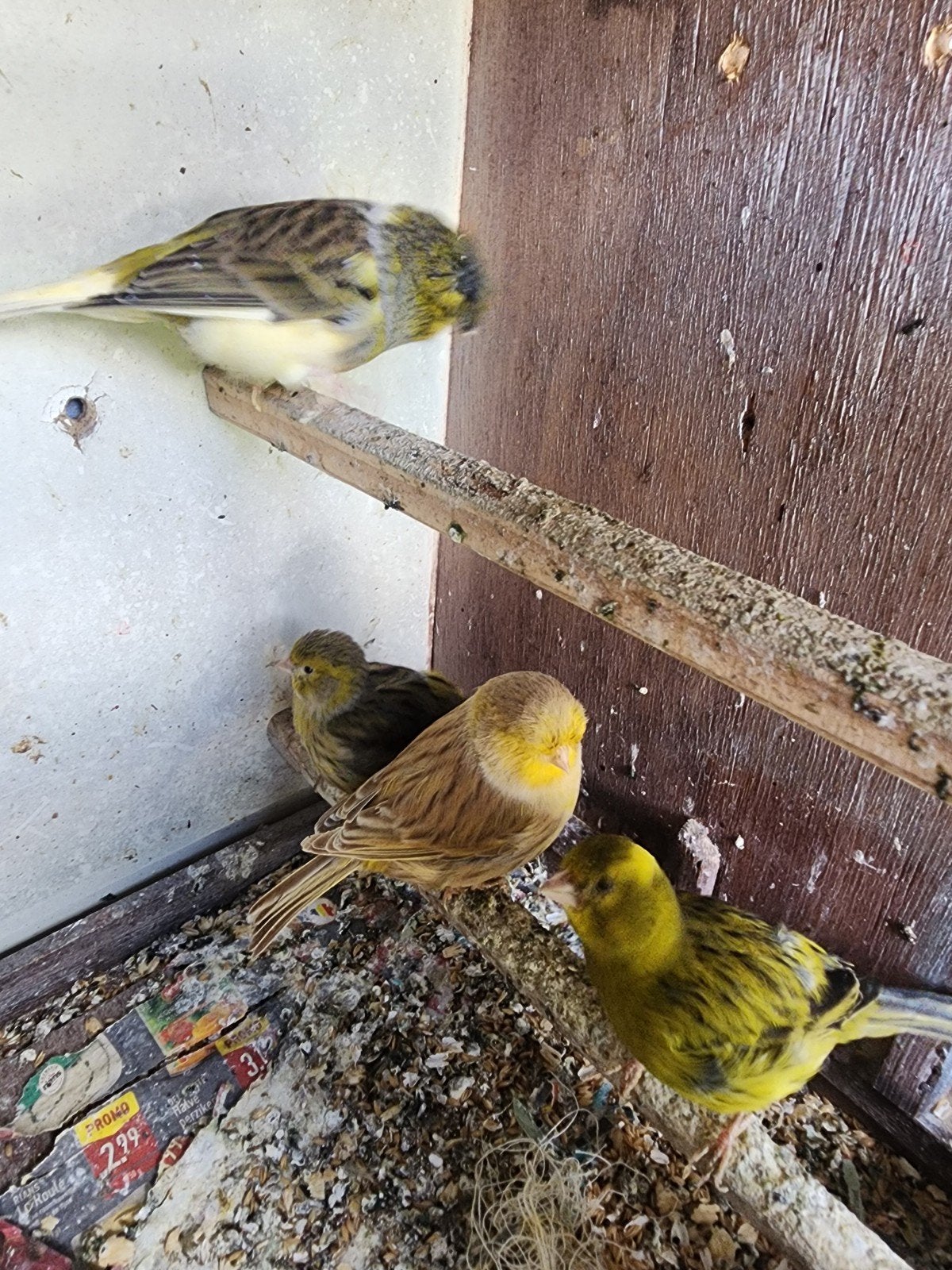 Deux couple, Dieren en Toebehoren, Vogels | Parkieten en Papegaaien