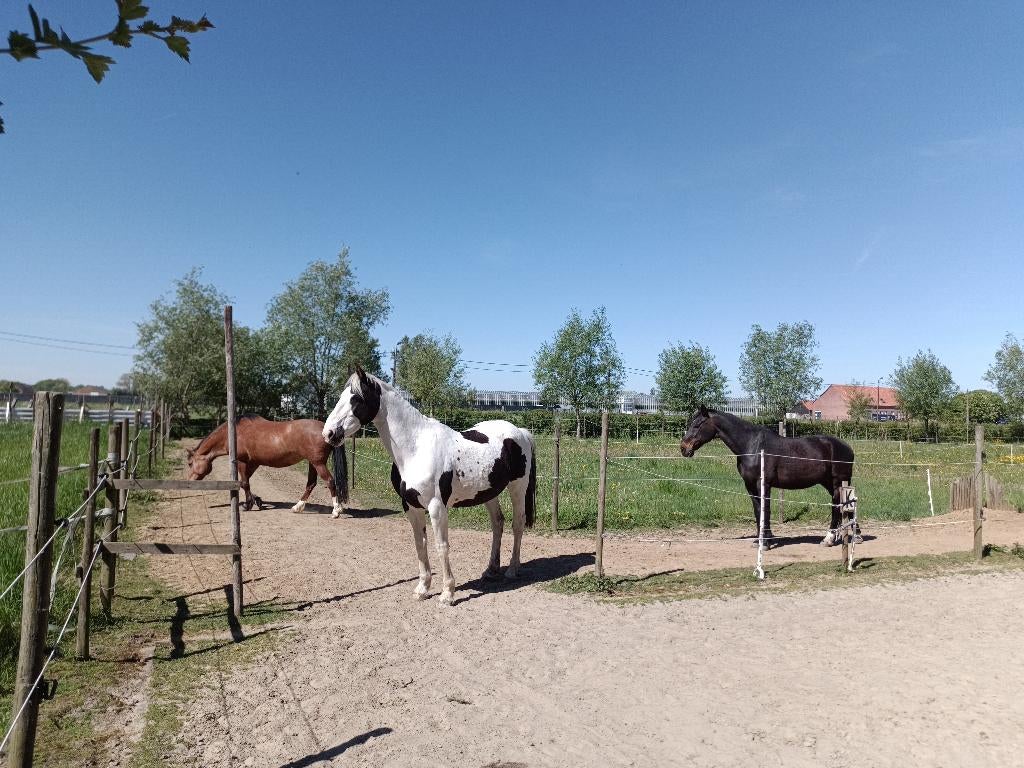 Stalling aangeboden op paddock paradise te Vremde, Dieren en Toebehoren, Stalling