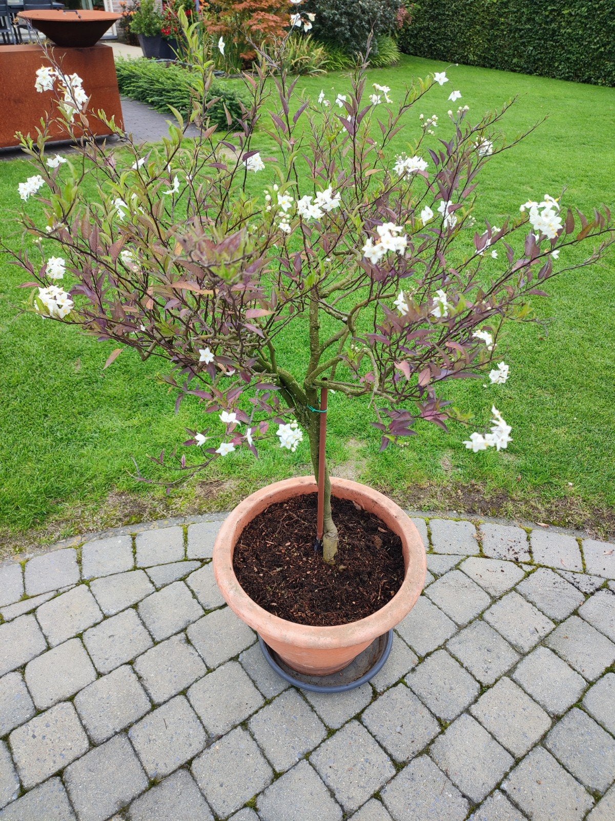 Solanum jasminoides, Tuin en Terras, Ophalen, In pot