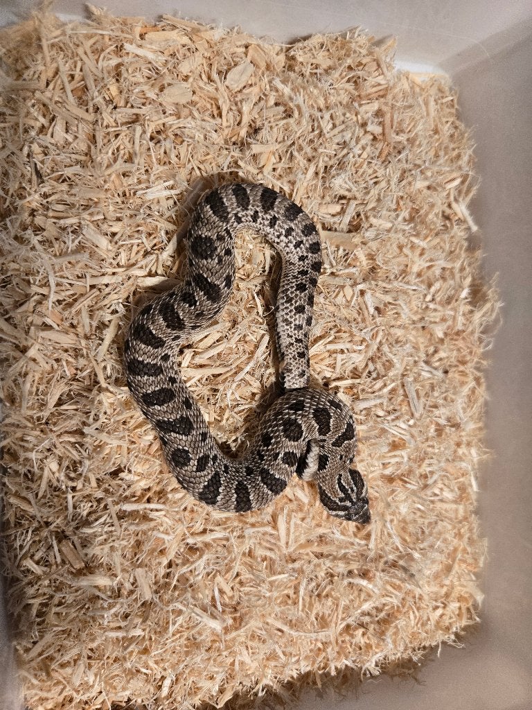Haakneus 0.1, Dieren en Toebehoren, Slang, 0 tot 2 jaar