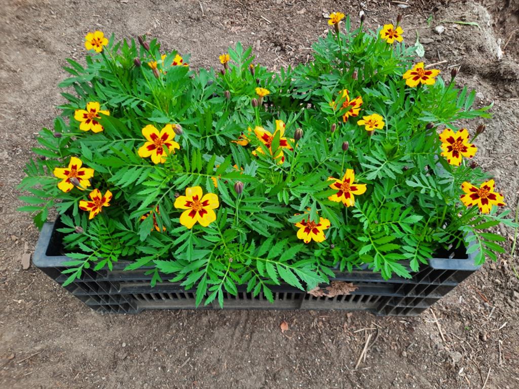 Tagetes met enkelvoudige bloem (bijenplant), Tuin en Terras, Planten | Tuinplanten, Ophalen