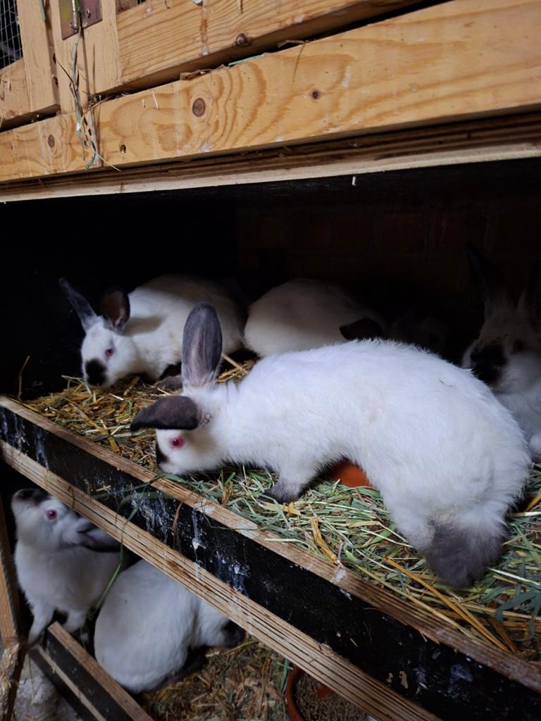Californian vleeskonijnen, Plusieurs animaux, Grand, 0 à 2 ans