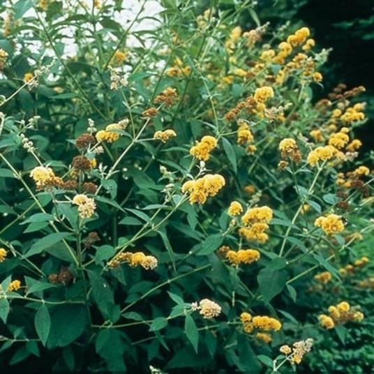 Buddleja weyeriana 'Sungold'  (vlinderstruik), Tuin en Terras, Ophalen, Vlinderstruik, Struik, 250 cm of meer