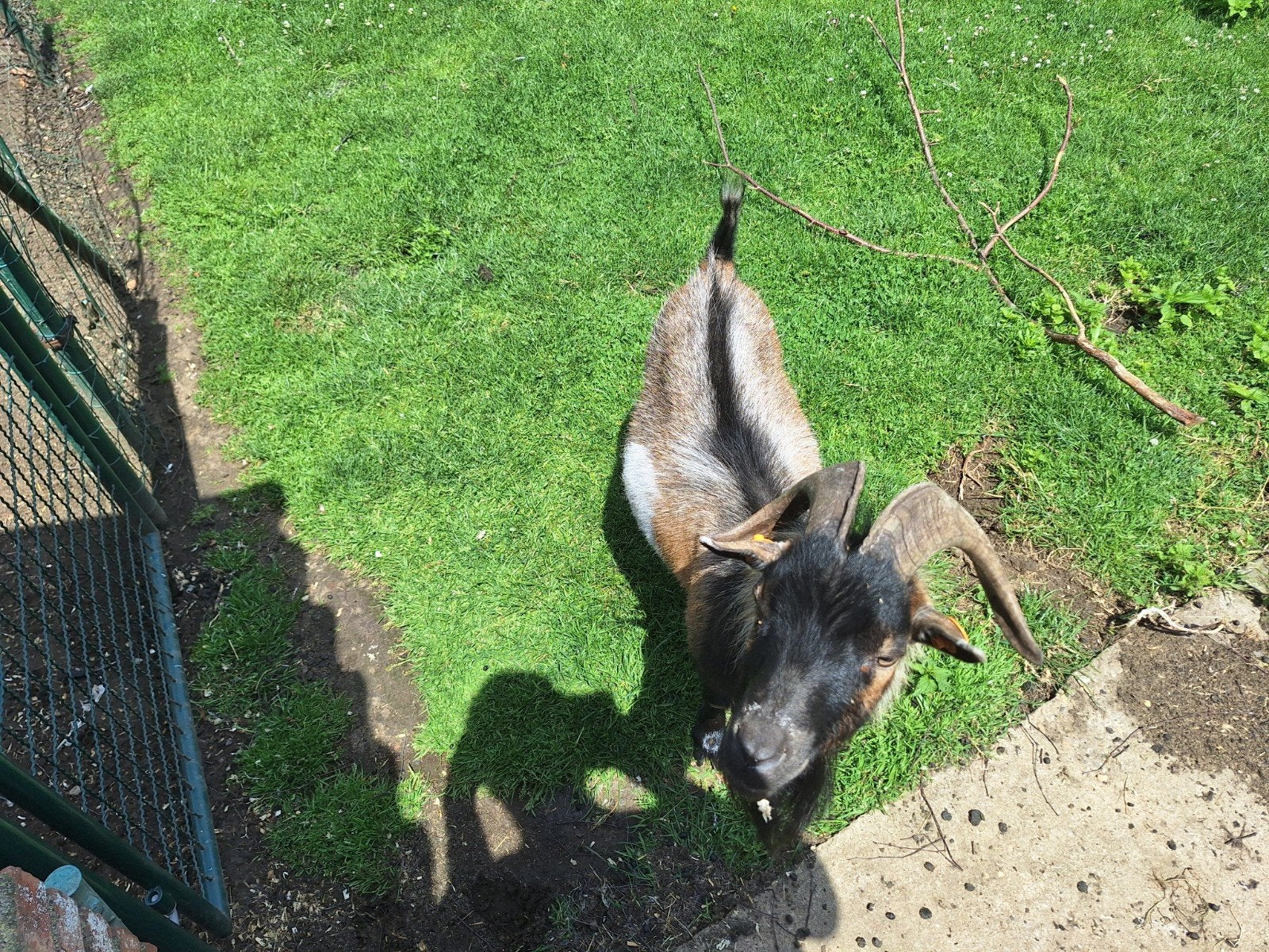 Bok dwerggeit te koop, Dieren en Toebehoren, Schapen, Geiten en Varkens, Mannelijk, Geit