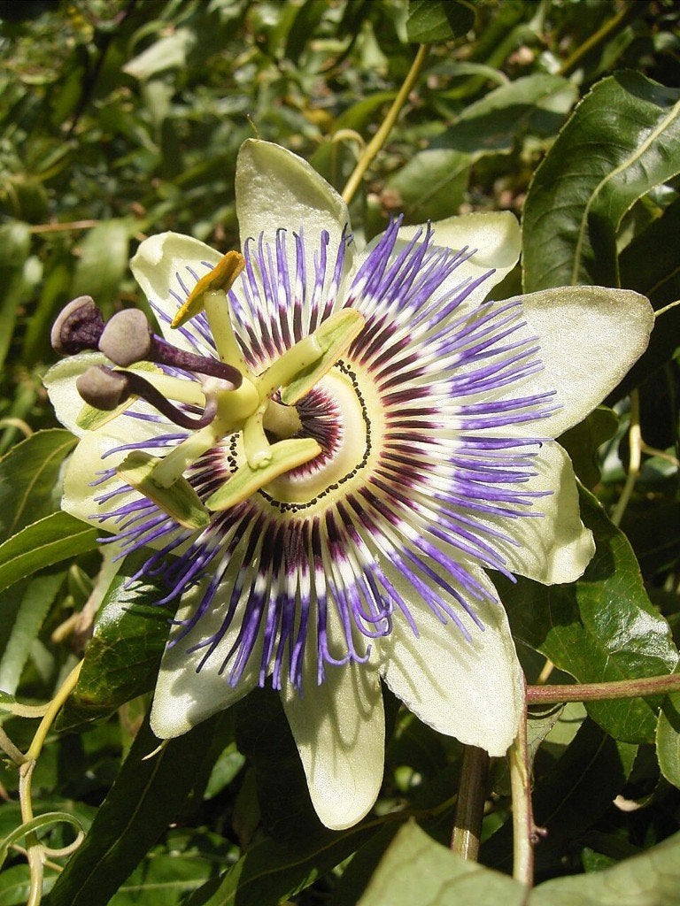 Passiebloem Passieflora, Tuin en Terras, Planten | Tuinplanten, Ophalen, Volle zon, Vaste plant, Klimplanten