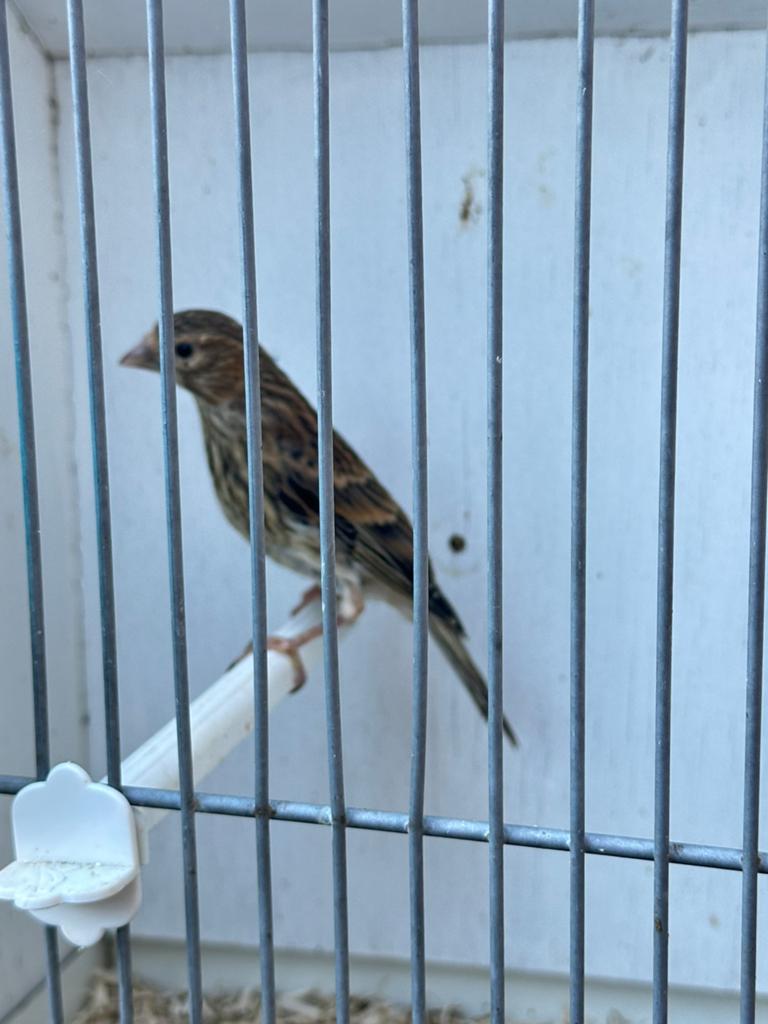 Jeune metis Linotte mélodieuse x Canary 2026, Animaux & Accessoires, Oiseaux | Oiseaux Autre, Mâle, Oiseau chanteur sauvage
