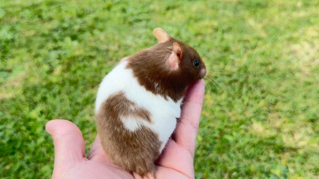 Hamster dore, Animaux & Accessoires, Animaux Autre, Femelle, Février